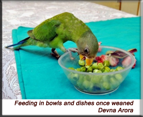 Devna Arora - Feeding in bowls